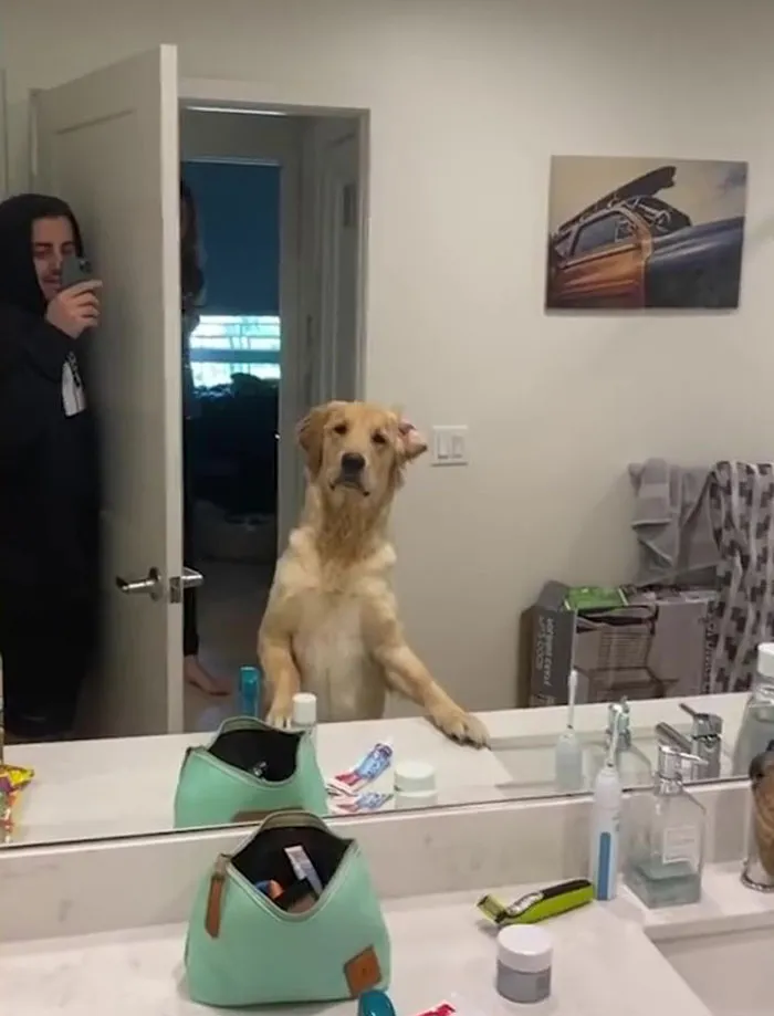 Hond speelt verstoppertje met baasje en raakt helemaal in de war door spiegel 3