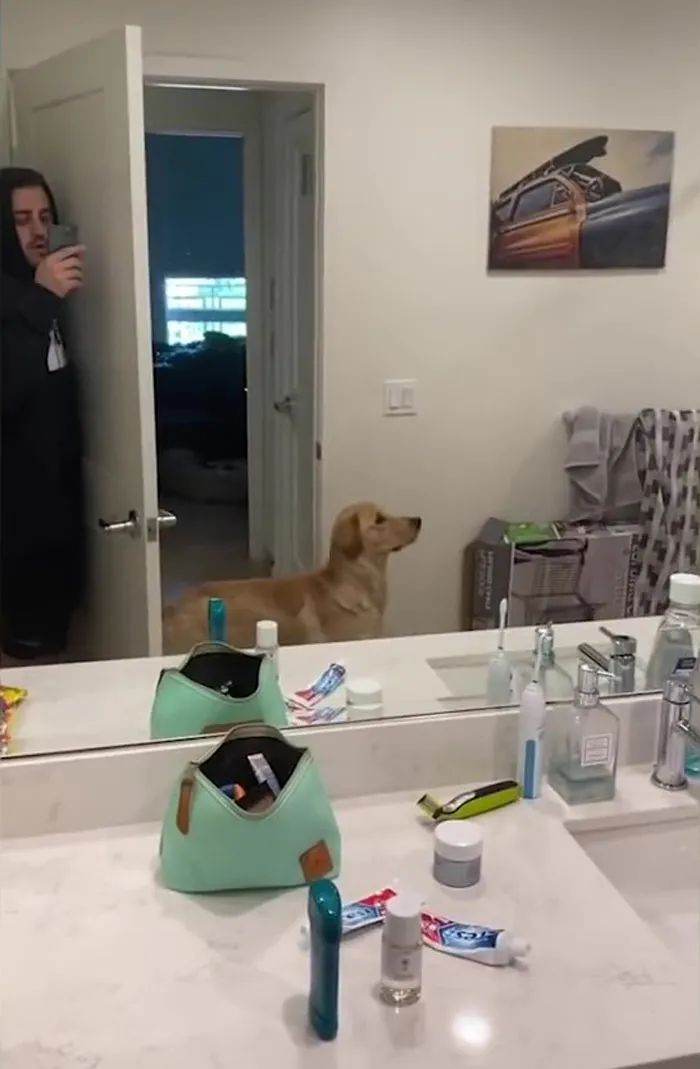 Hond speelt verstoppertje met baasje en raakt helemaal in de war door spiegel 4