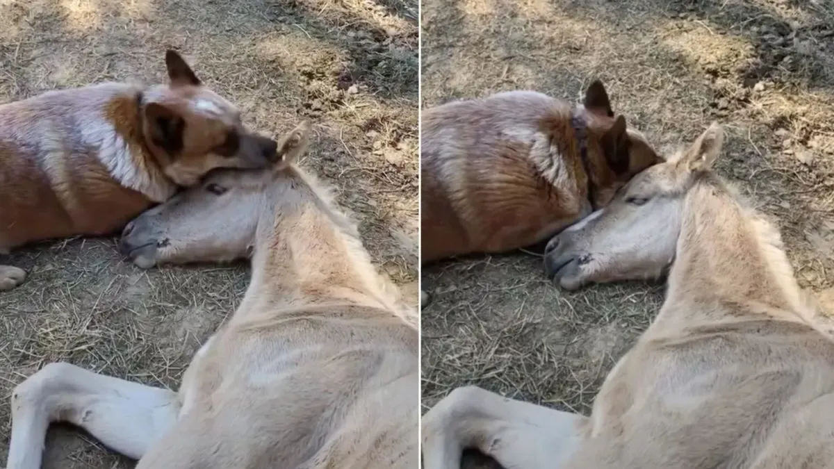 Hond troost 9-dagen oude veulen toen hij plotseling zijn moeder verloor 1