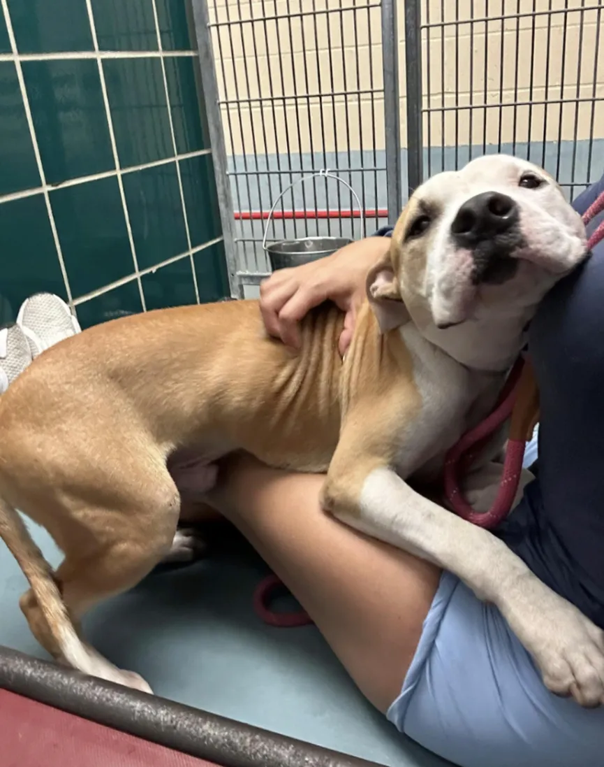 Hond uit asiel knuffelt iedereen die hij tegenkomt, in de hoop dat ze hem adopteren 2