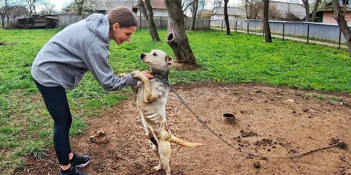 Hond zijn hele leven vastgeketeked aan zware ketting kan vreugde niet verbergen als hij zijn redder ziet 1