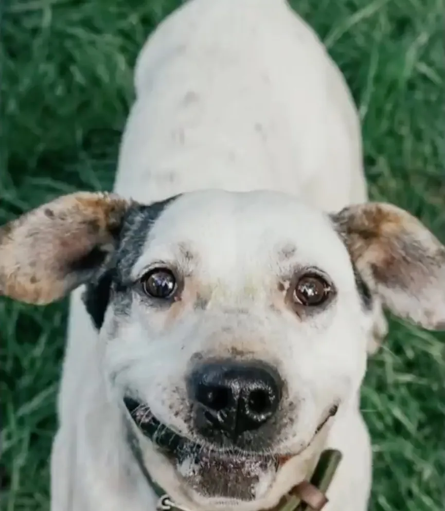 Hond zijn hele leven vastgeketeked aan zware ketting kan vreugde niet verbergen als hij zijn redder ziet 8