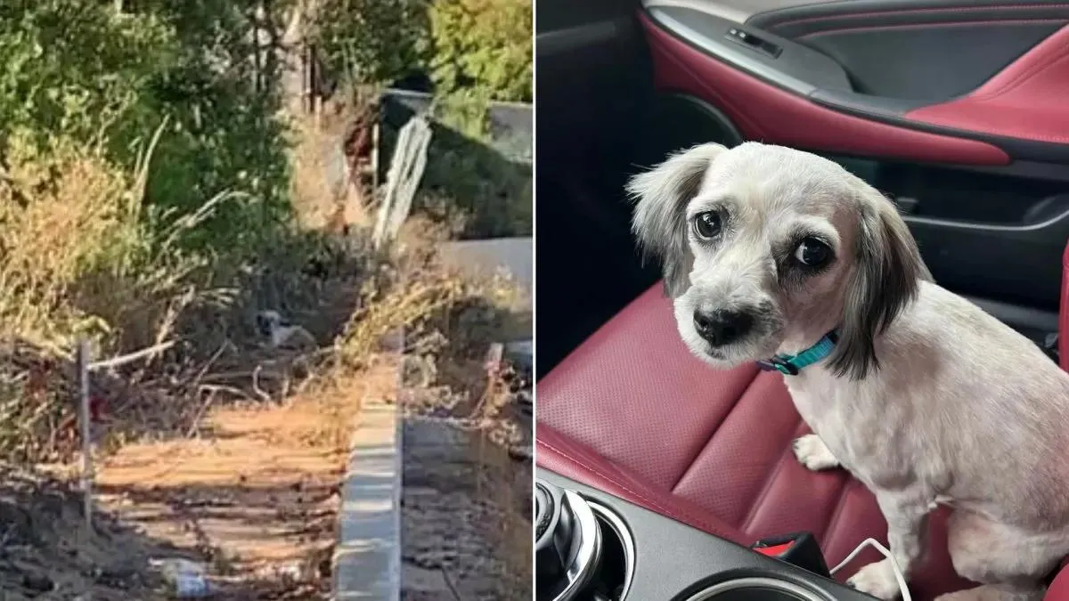 Klein hondje dat op straat leeft, vindt haar weg terug naar haar oude leven 1