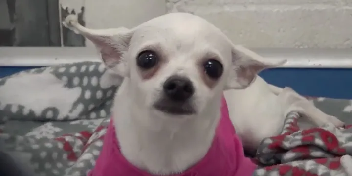 Kleine Chihuahua die zichzelf in slaap huilde vindt net op tijd een nieuw thuis 1