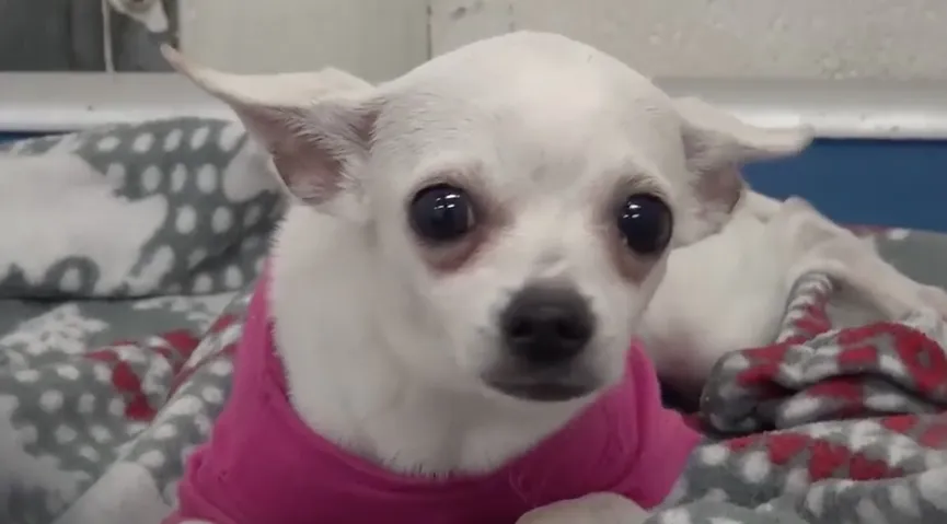 Kleine Chihuahua die zichzelf in slaap huilde vindt net op tijd een nieuw thuis 4