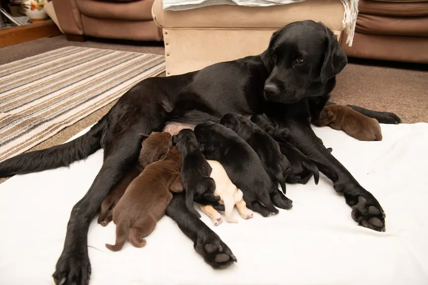 Labrador krijgt zeldzaam nest puppy's van drie verschillende kleuren 2