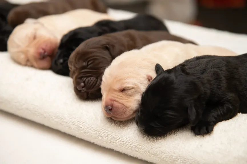 Labrador krijgt zeldzaam nest puppy's van drie verschillende kleuren 3