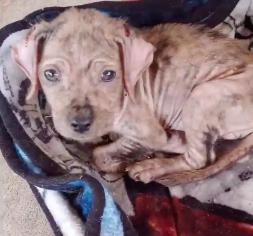 Lieve hond gevonden in een deken naast een drukke weg is eindelijk gered 2