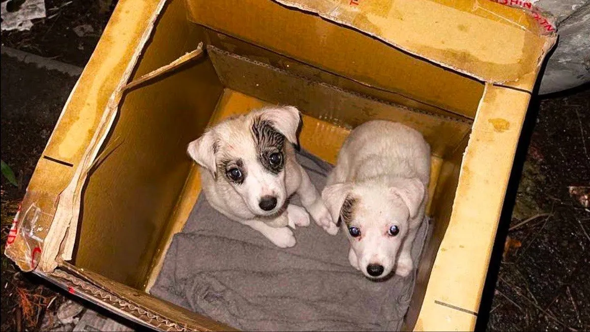 Little puppies abandoned in cardboard box next to trash can 1