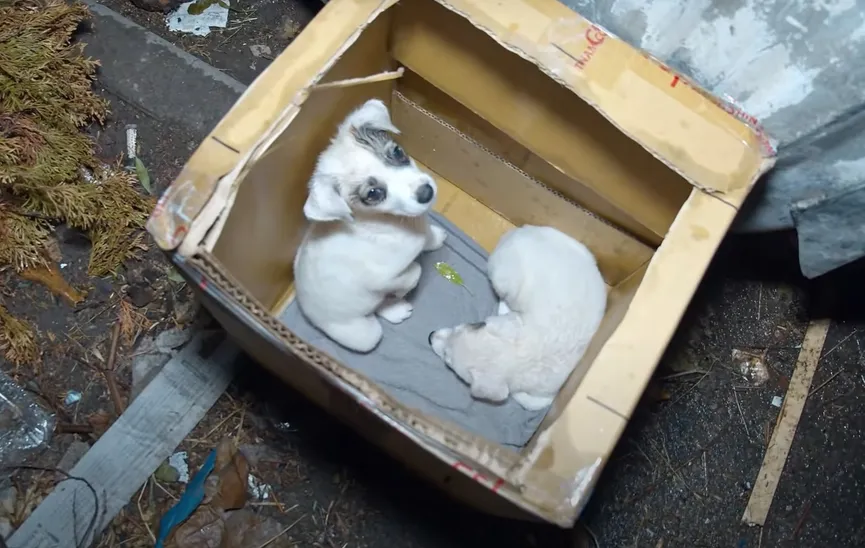 Little puppies abandoned in cardboard box next to trash can 2