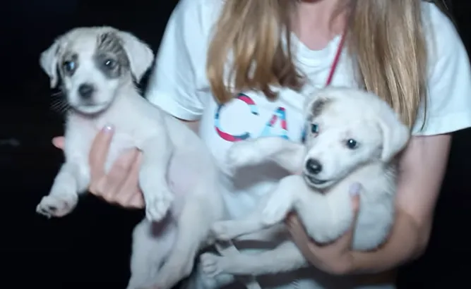 Little puppies abandoned in cardboard box next to trash can 3