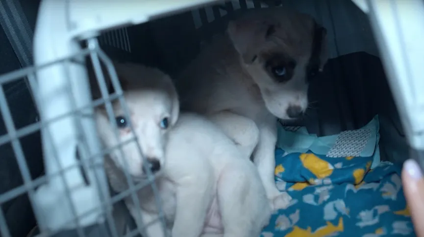 Little puppies abandoned in cardboard box next to trash can 4