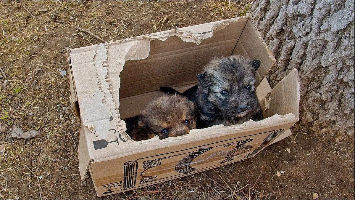 Man is shocked when he finds a box by the side of the road 1