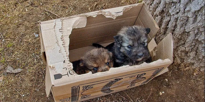 Man is shocked when he finds a box by the side of the road 1