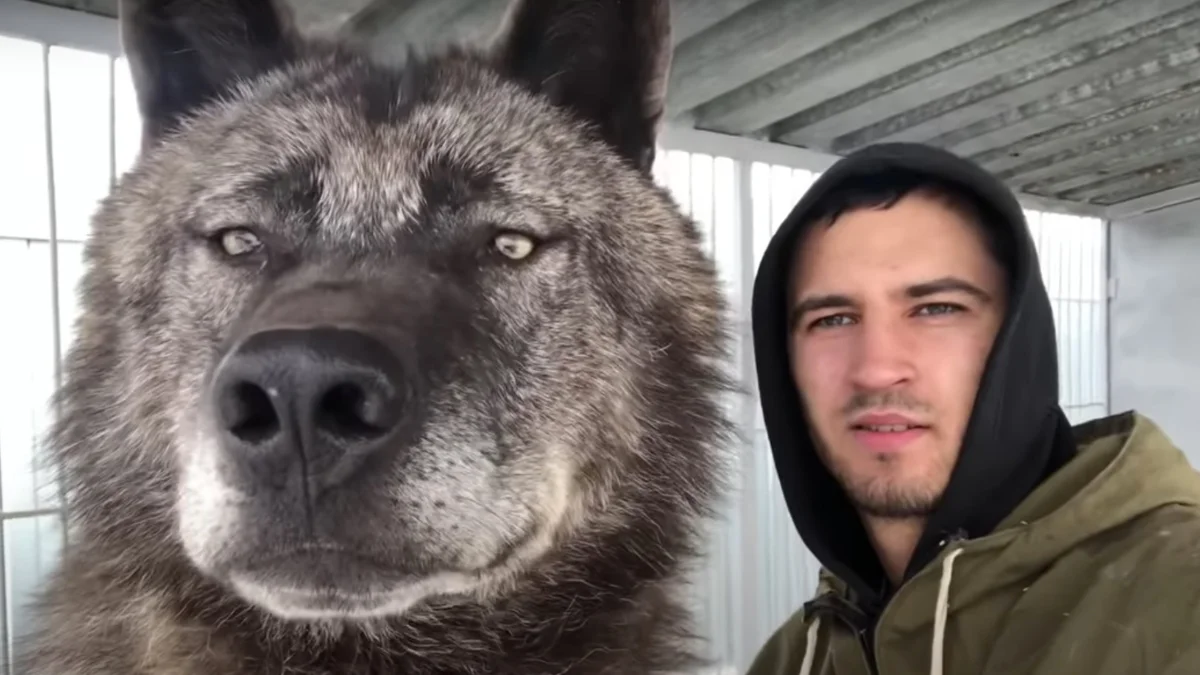 Man leeft samen met 's werelds grootste wolf en behandelt hem als een puppy 1