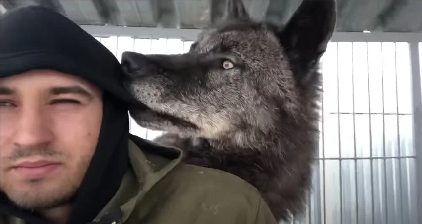 Man leeft samen met 's werelds grootste wolf en behandelt hem als een puppy 3