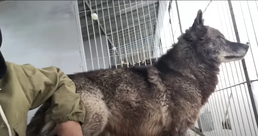 Man leeft samen met 's werelds grootste wolf en behandelt hem als een puppy 4