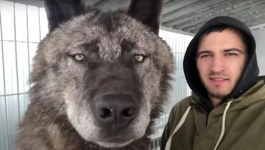 Man leeft samen met 's werelds grootste wolf en behandelt hem als een puppy 2b