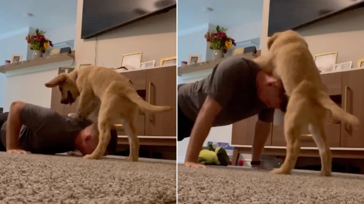 Man tries to do push-ups in the living room - his dog's reaction is so much fun 1