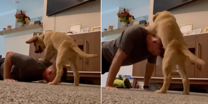 Man tries to do push-ups in the living room - his dog's reaction is so much fun 1