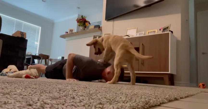 Man tries to do push-ups in the living room - his dog's reaction is so much fun 2