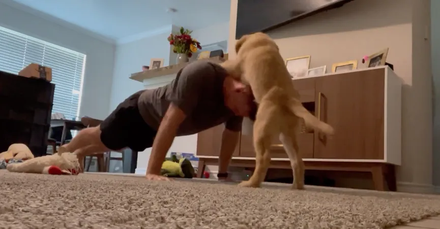 Man tries to do push-ups in the living room - his dog's reaction is so much fun 5