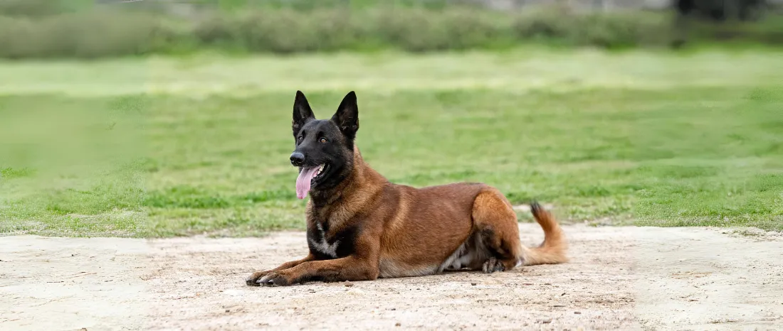 Mechelse herder-hondenras-verzorging-gezin-sociaal-leven-fysieke-kenmerken-dieet-informatie