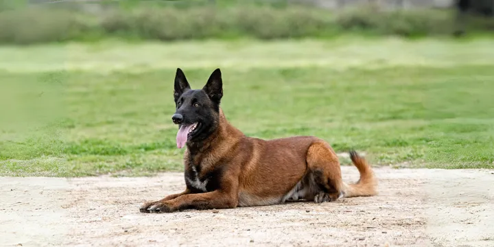 Mechelse herder-hondenras-verzorging-gezin-sociaal-leven-fysieke-kenmerken-dieet-informatie