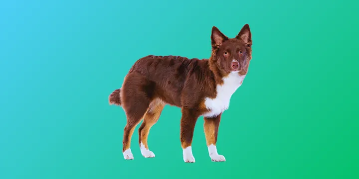 Miniature American Shepherd-hondenras-verzorging-gezin-sociaal-leven-fysieke-kenmerken-dieet-informatie