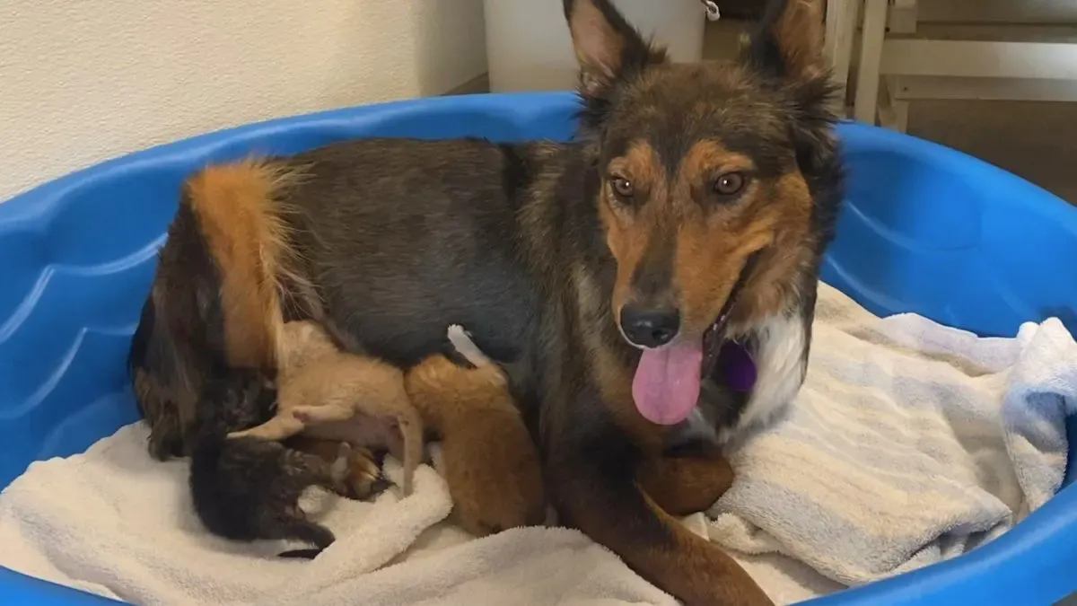 Moederhond verliest haar pups en adopteert 3 achtergelaten kittens 1b