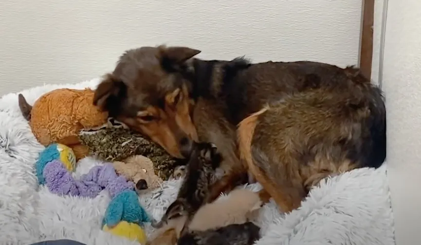 Moederhond verliest haar pups en adopteert 3 achtergelaten kittens 5