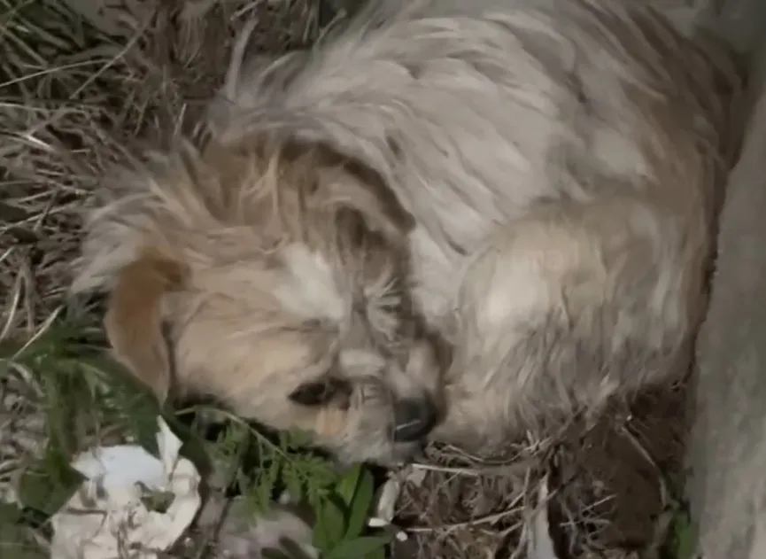 Mother dog holds her pups in her mouth and begs strangers for help 2
