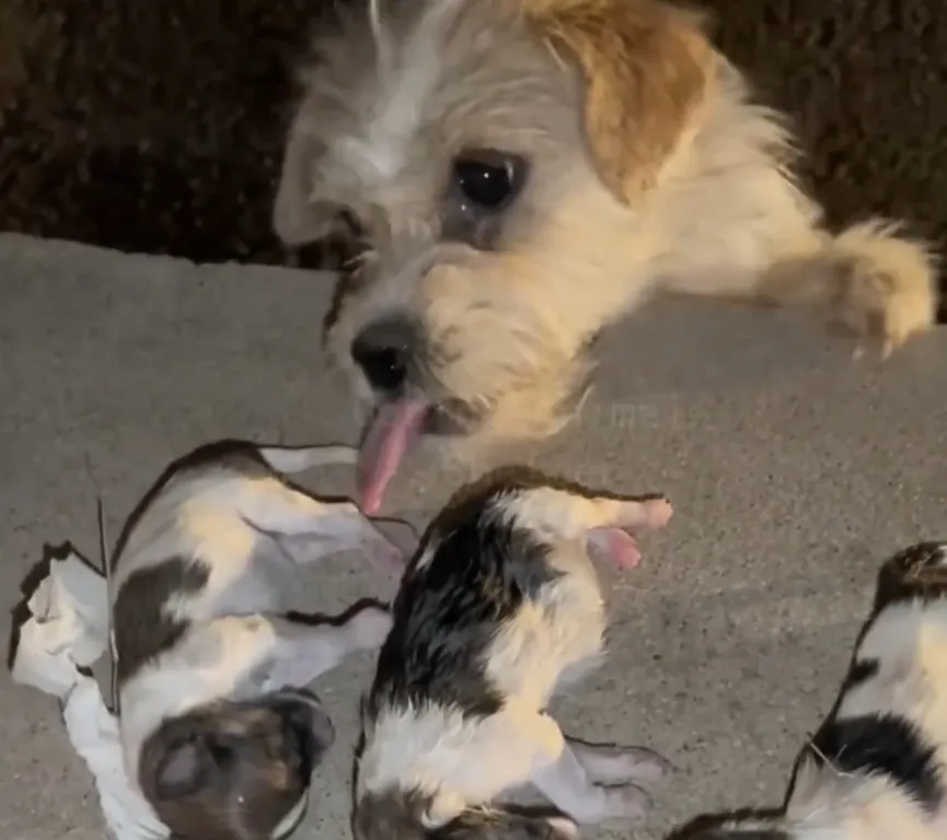 Mother dog holds her pups in her mouth and begs strangers for help 5