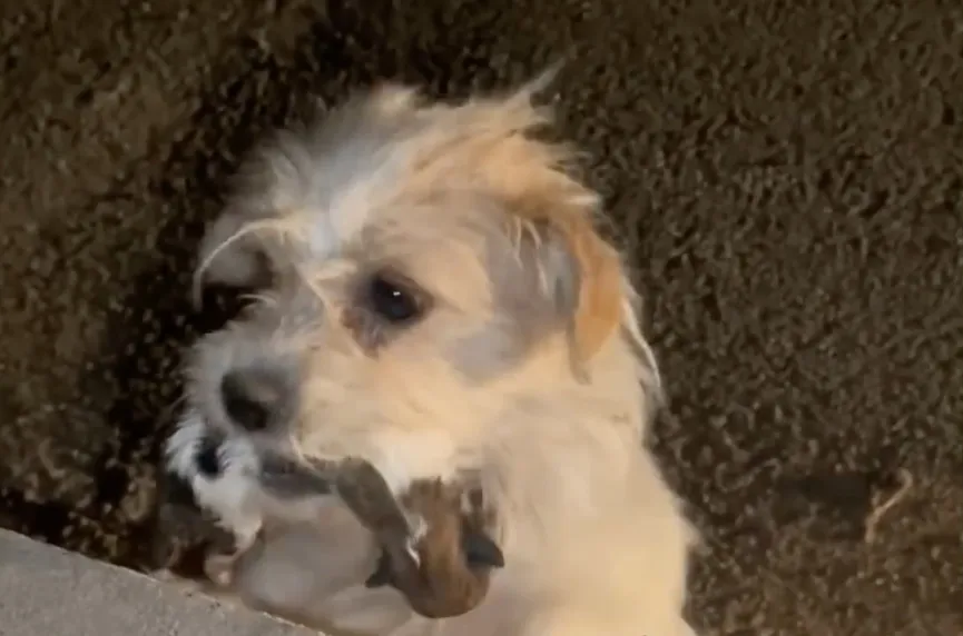 Mother dog holds her pups in her mouth and begs strangers for help 6