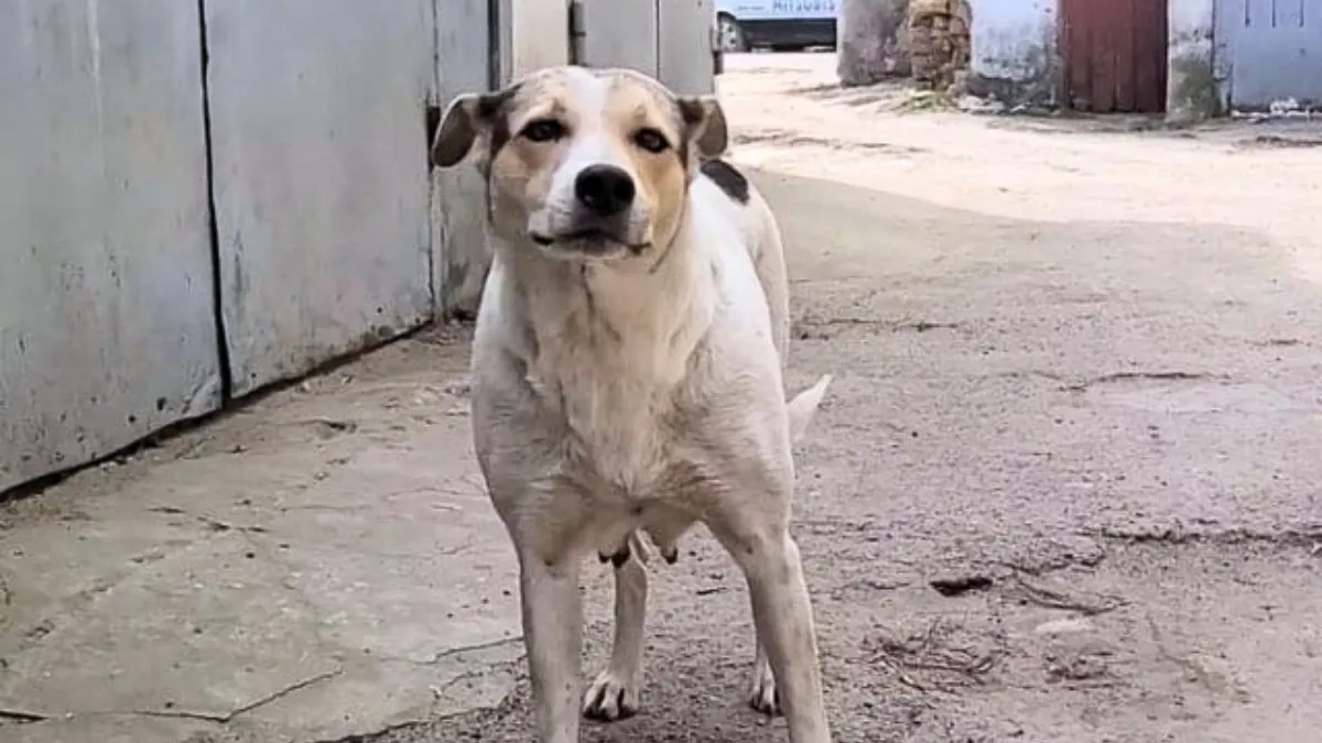 Mother dog reunited with her stolen puppies and she cries with joy 1b