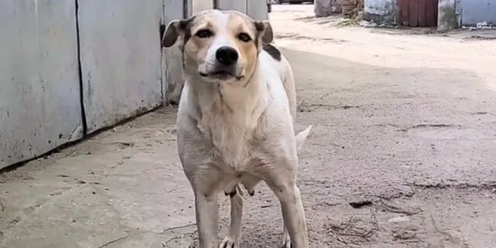 Mother dog reunited with her stolen puppies and she cries with joy 1b