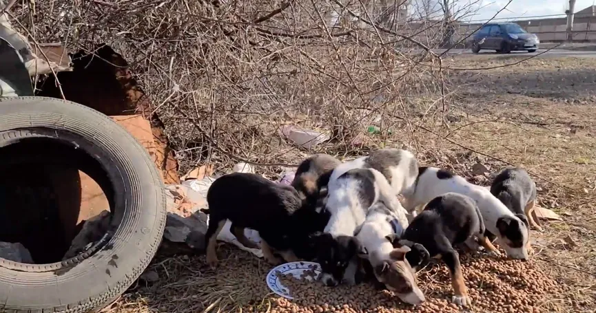 Mother dog reunited with her stolen puppies and she cries with joy 2