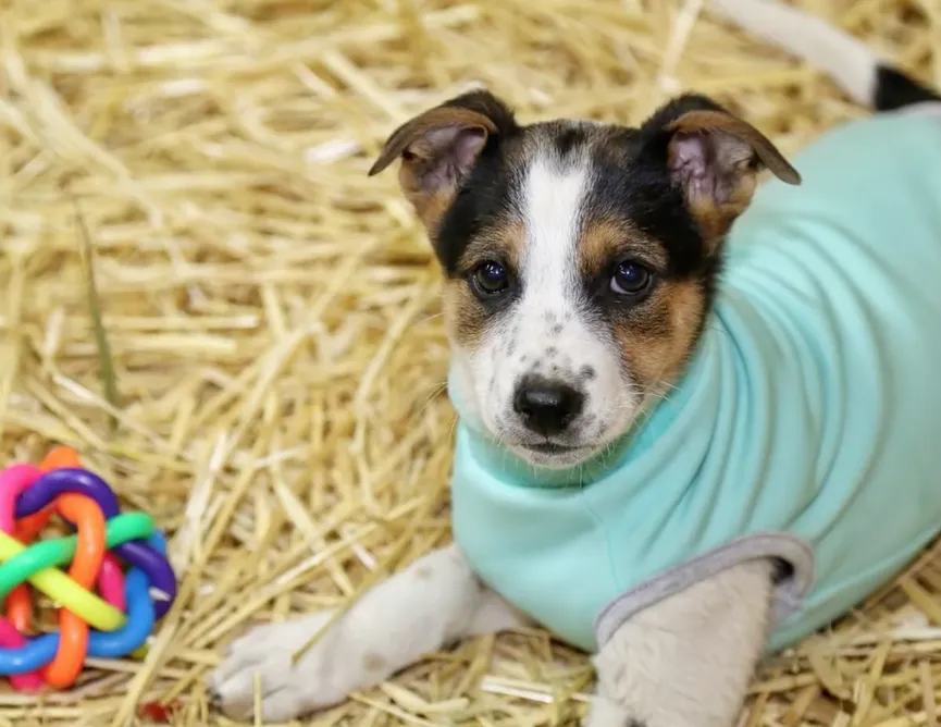 Mother dog reunited with her stolen puppies and she cries with joy 10