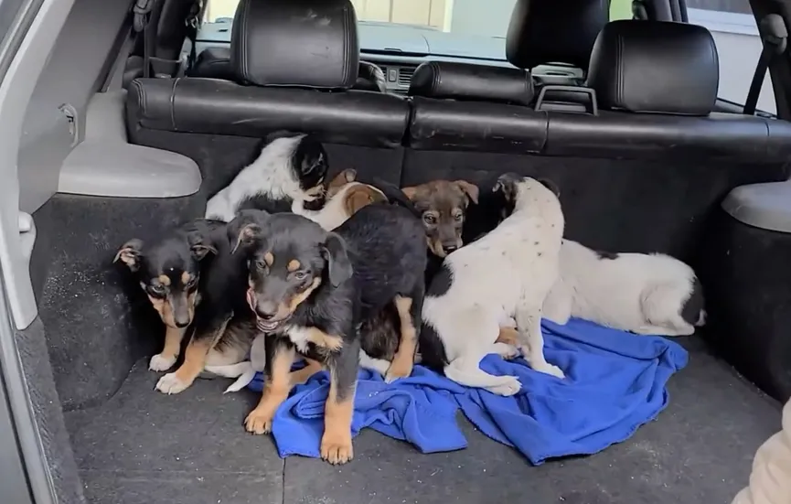Mother dog reunited with her stolen puppies and she cries with joy 6
