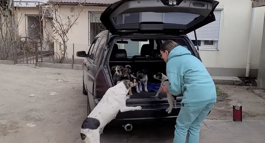 Mother dog reunited with her stolen puppies and she cries with joy 8