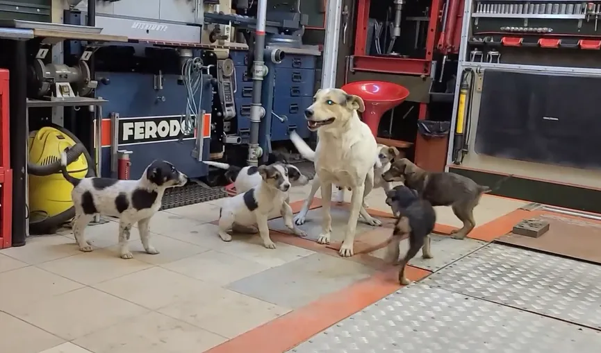 Mother dog reunited with her stolen puppies and she cries with joy 9