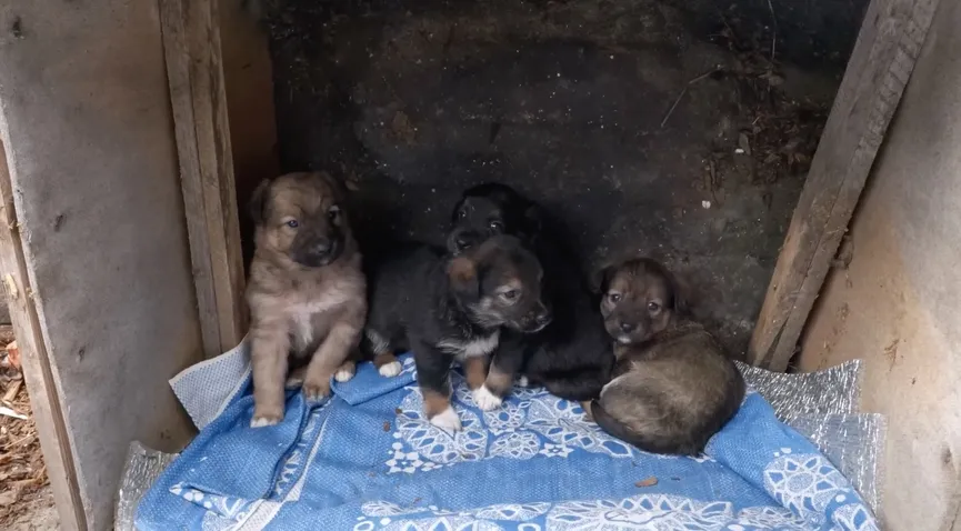 Mother dog reunited with stolen puppies and she can't stop smiling 2