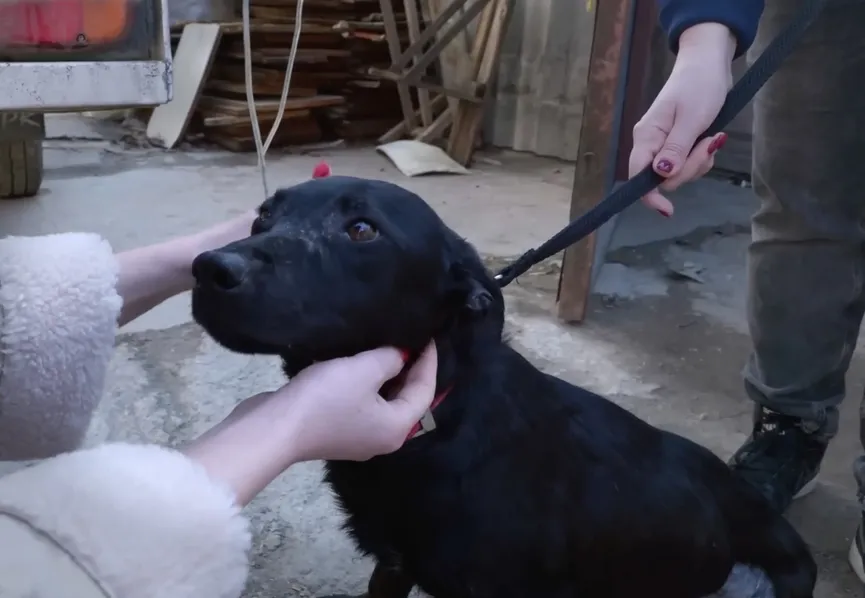 Mother dog reunited with stolen puppies and she can't stop smiling 4