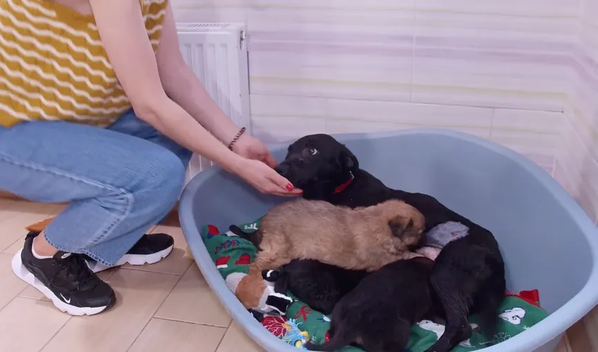 Mother dog reunited with stolen puppies and she can't stop smiling 6