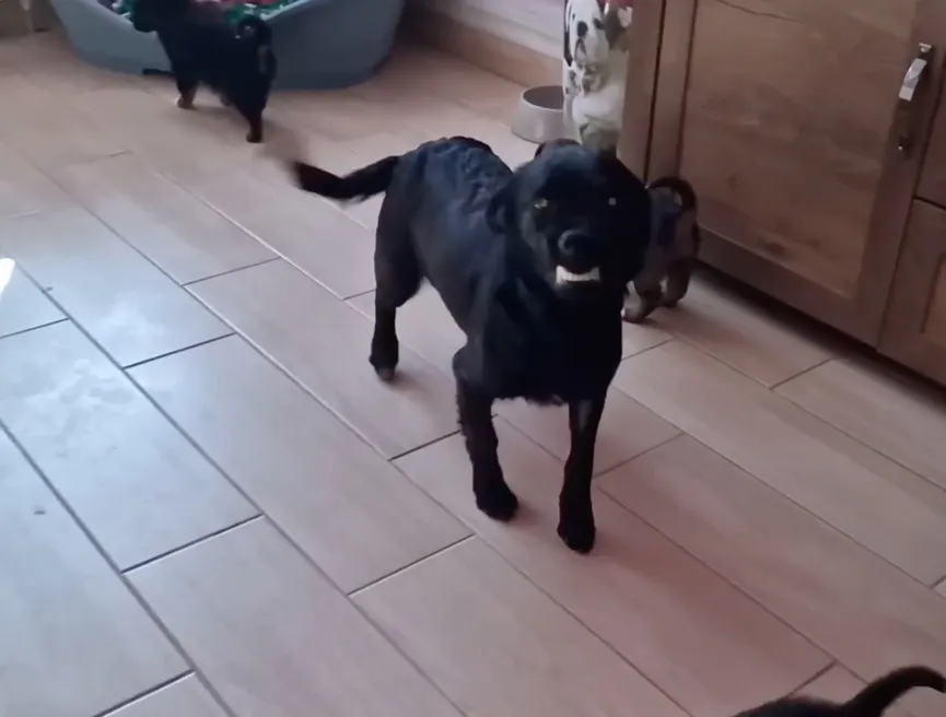 Mother dog reunited with stolen puppies and she can't stop smiling 7