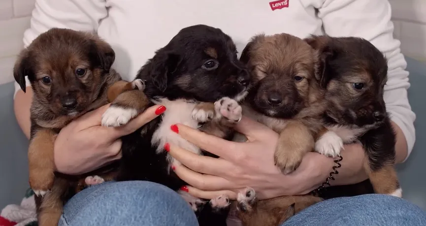 Mother dog reunited with stolen puppies and she can't stop smiling 3