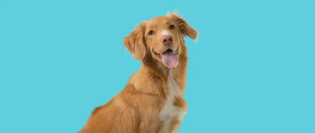 Nova Scotia Duck Tolling Retriever-hondenras-verzorging-gezin-sociaal-leven-fysieke-kenmerken-dieet-informatie