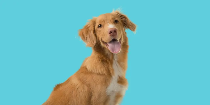 Nova Scotia Duck Tolling Retriever-hondenras-verzorging-gezin-sociaal-leven-fysieke-kenmerken-dieet-informatie