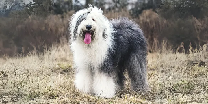 Old English Sheepdog-hondenras-verzorging-gezin-sociaal-leven-fysieke-kenmerken-dieet-informatie