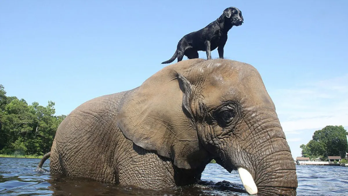 Orphan elephant had no friend, but then a dog climbed on her head 1b